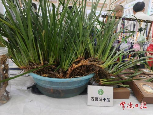 常德组团亮相2026中药农业博览会 道地药材 金名片 引关注