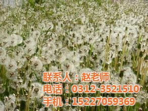 中药材种子交易网 图 ,药材种植种子批发,莆田药材种植