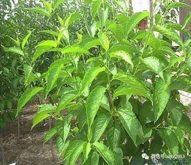宿州这里首家中药种植科普示范基地揭牌