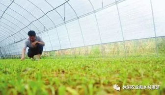 中草药材种植基地如何规划成休闲农业园区