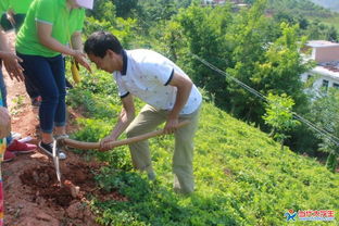 湖北大学生上山采访中草药种植户,深入了解中药材种植现状