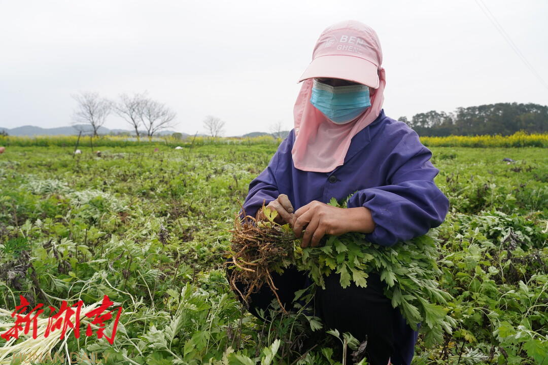 一起向未来|中方:艾叶种植成为1186名农户增收新渠道