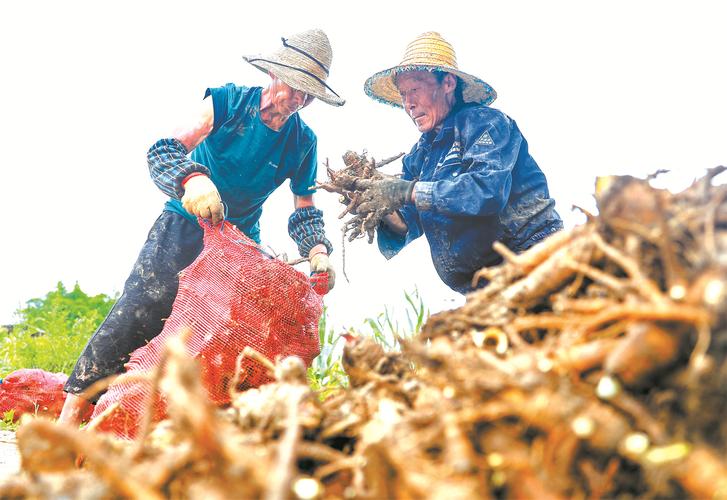 四川华蓥利用荒山荒坡种植中药材