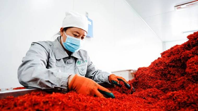 工作人员正在加工红花药材 (牟敏 摄)公司在提高中药材种植质量的同时