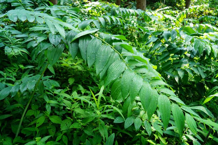 以建设标准化,科学化,规模化的中药材种植产业,中药材产品加工业的