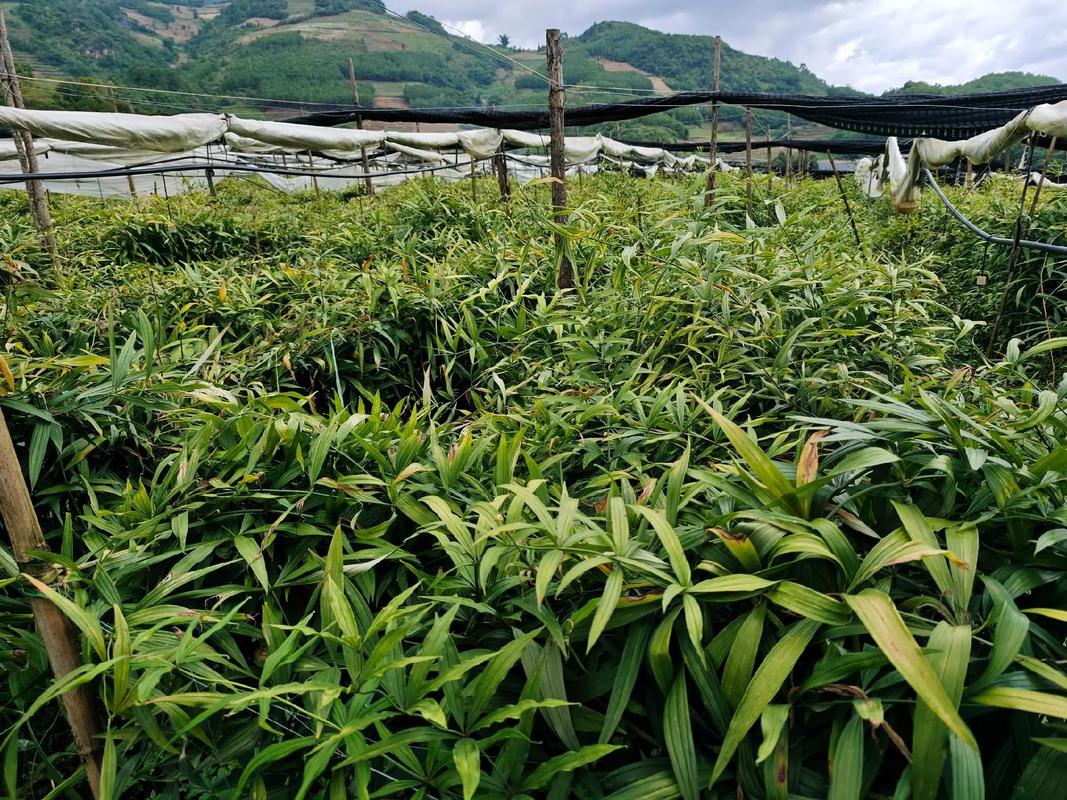 中药材种植基地的