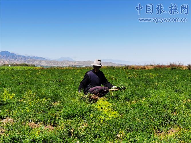 民乐县永固镇西村 特色中药材种植铺就乡村振兴新路径