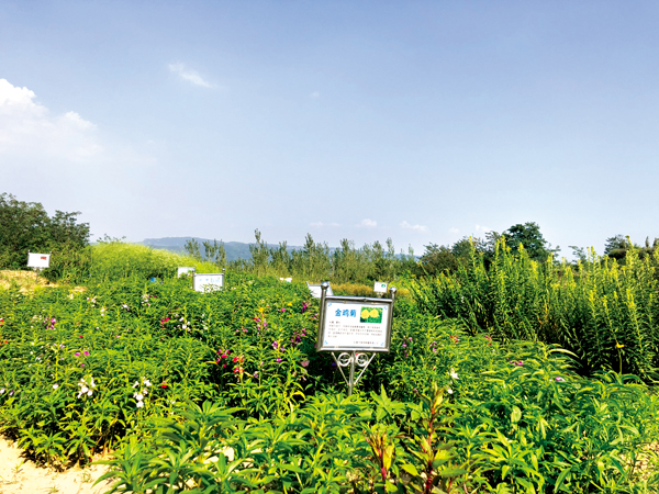 “三驾马车”拉动 奔向“生态宜居”——中药材种植绘就乡村振兴新画卷