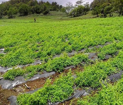 中药材种植技术 丹参种植技术与田间管理全解析