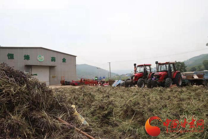 光荣的追寻 华池传承南梁精神，中药材种植铺就振兴路