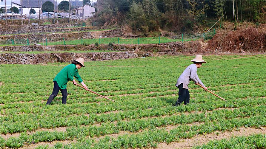 中药材基地里的增收账